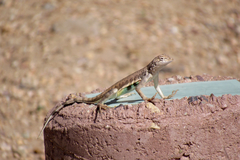 Callisaurus draconoides ventralis