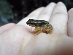 Rheobates pseudopalmatus