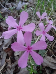Phlox nivalis