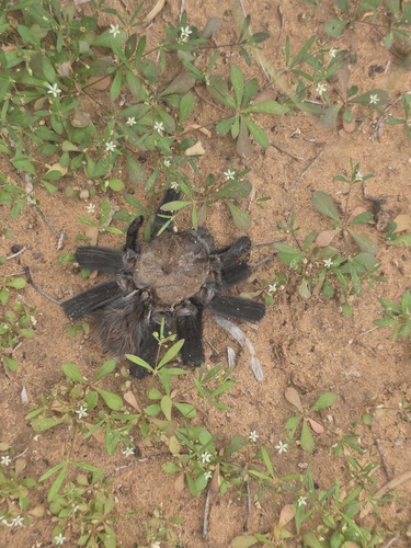 Texas Tan Tarantula photo 6