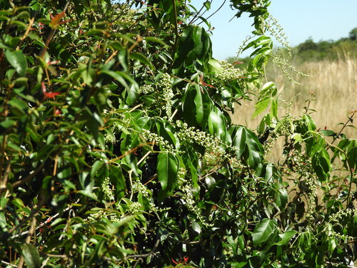 Paullinia elegans (Paullinia elegans)
