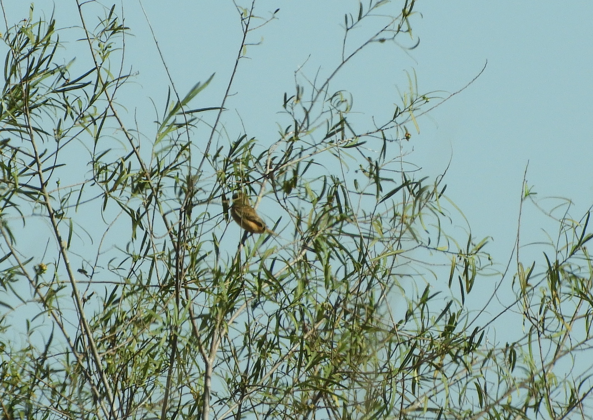 Strange-tailed Tyrant (Alectrurus risora), photo 1