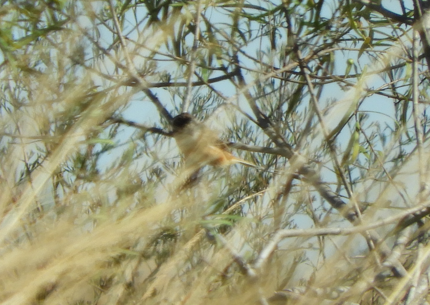 Strange-tailed Tyrant (Alectrurus risora), photo 2