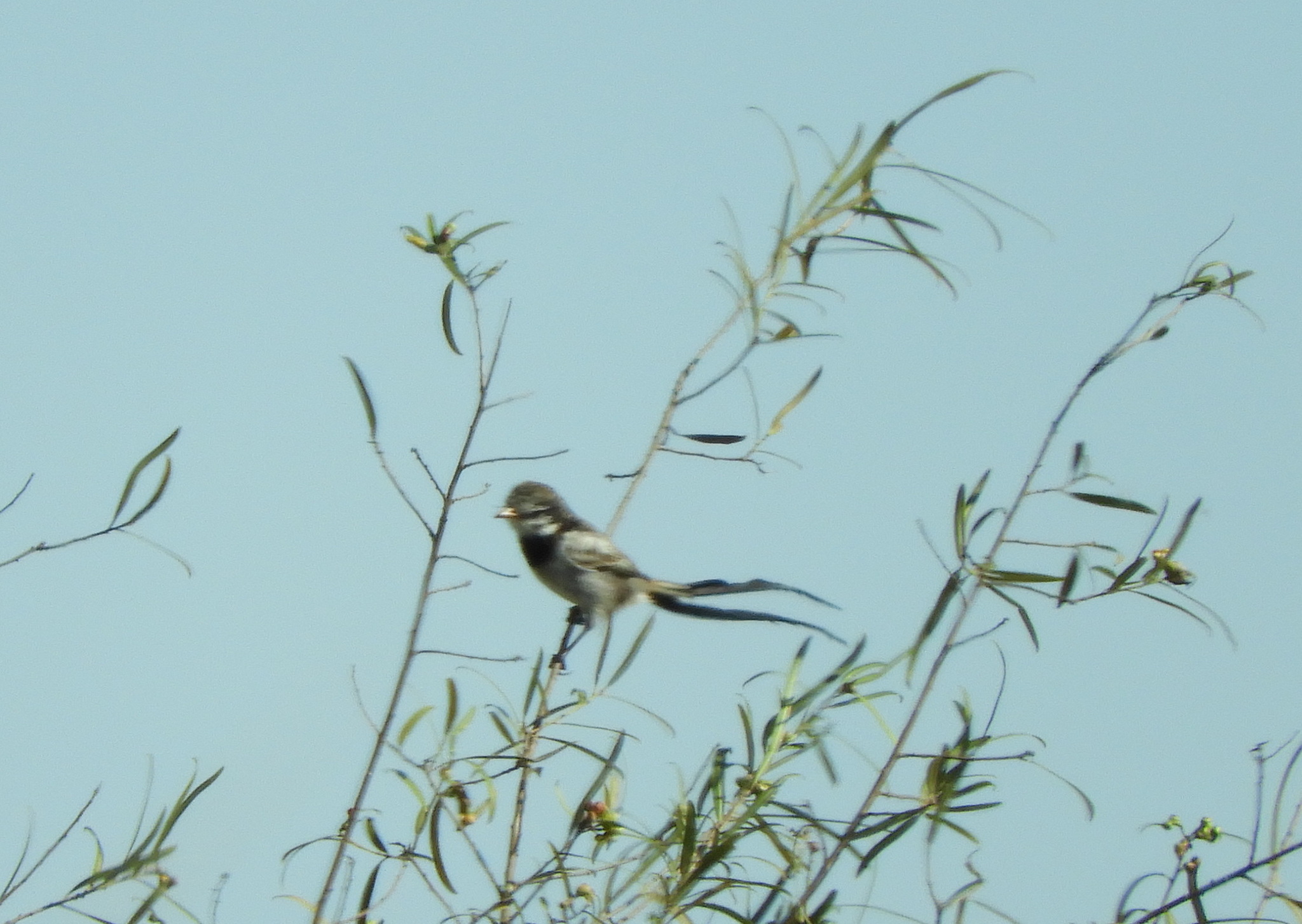 Strange-tailed Tyrant (Alectrurus risora), photo 5