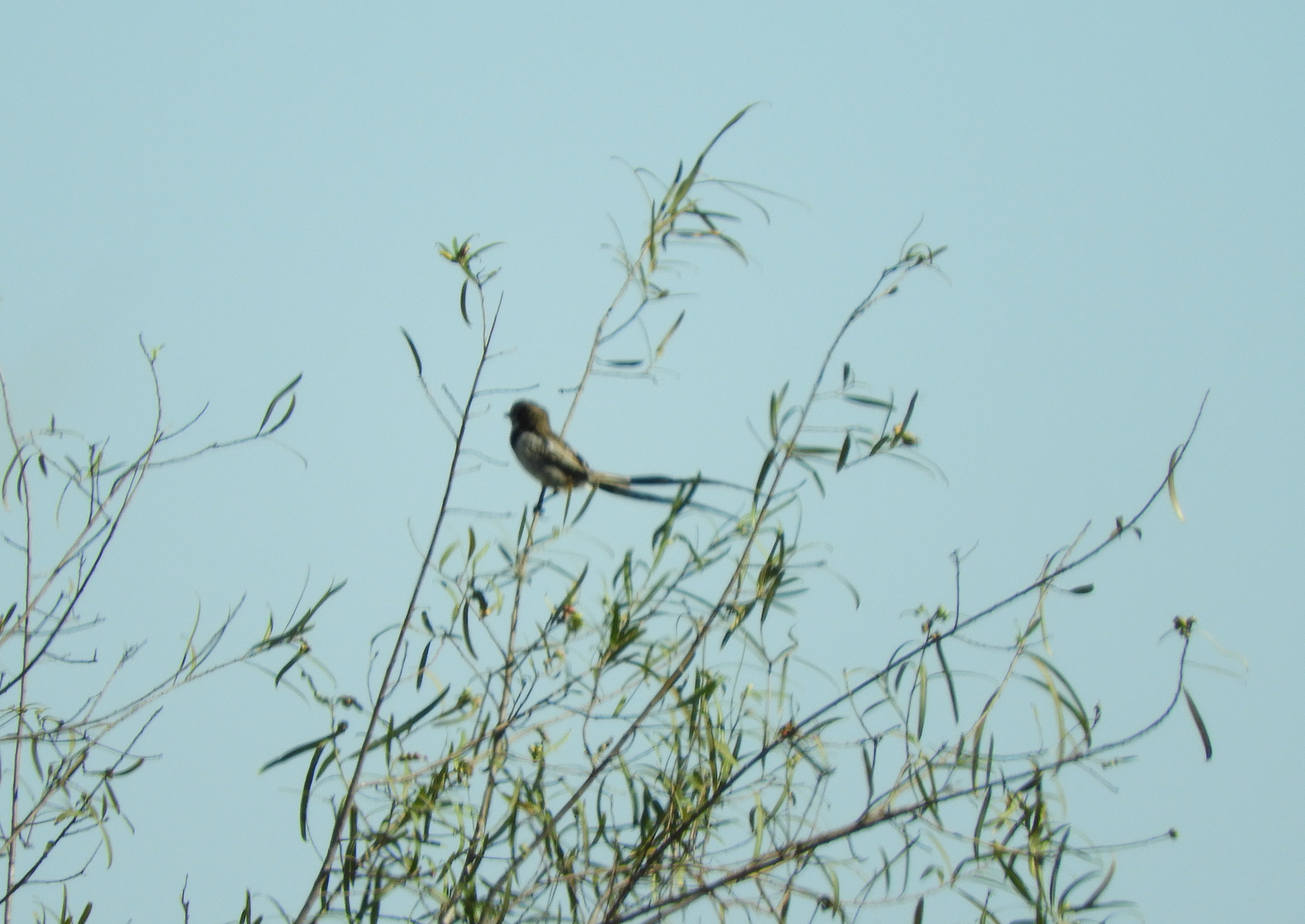 Strange-tailed Tyrant (Alectrurus risora), photo 4