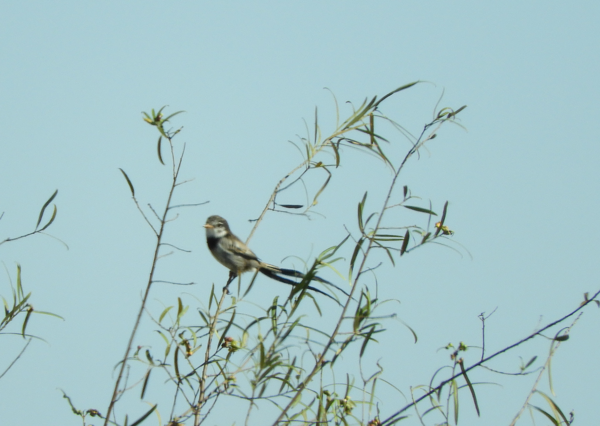 Strange-tailed Tyrant (Alectrurus risora), photo 3