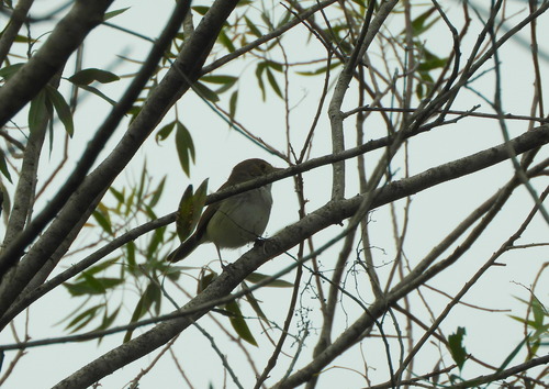 Fulvous-crowned Scrub Tyrant (Euscarthmus meloryphus), photo 3