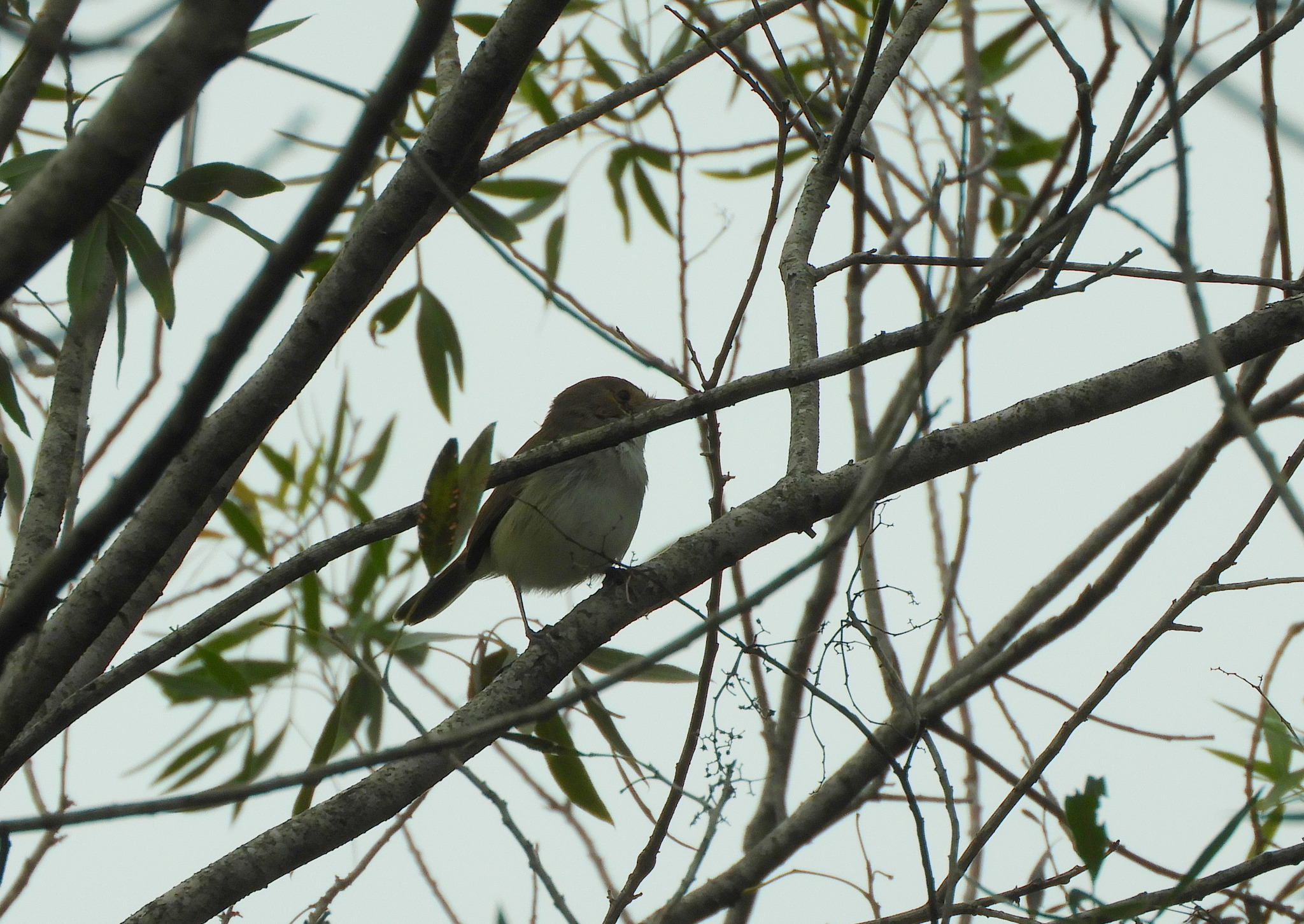 Fulvous-crowned Scrub Tyrant (Euscarthmus meloryphus), photo 5