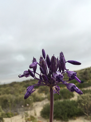 Triteleiopsis palmeri