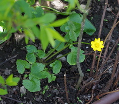 Ficaria verna