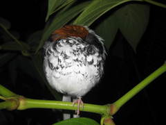 Enicurus ruficapillus