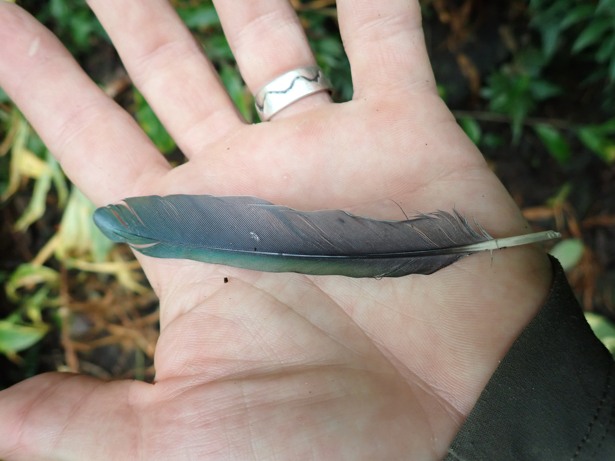 Grey-green Fruit Dove (Ptilinopus purpuratus), photo 3