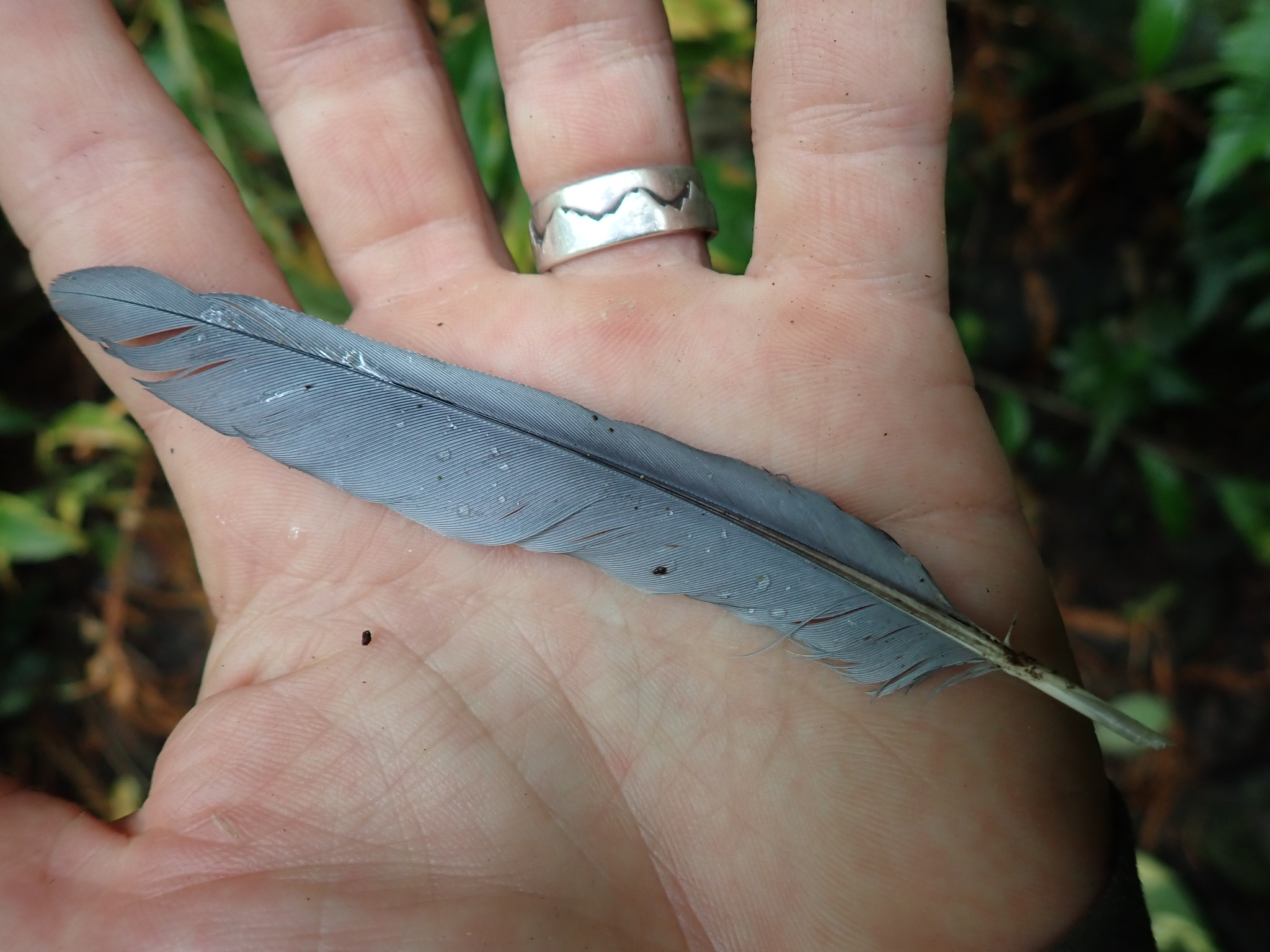 Grey-green Fruit Dove (Ptilinopus purpuratus), photo 4