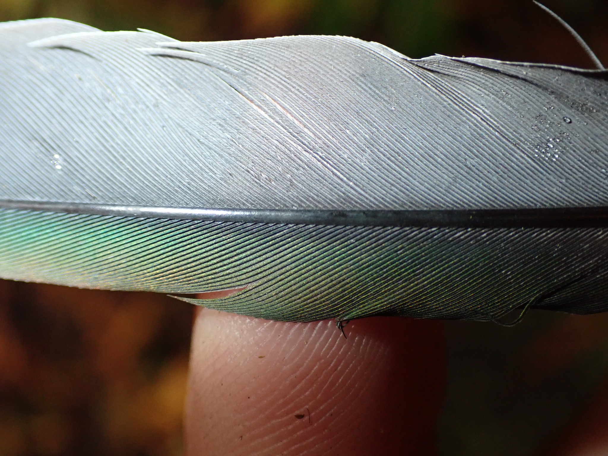 Grey-green Fruit Dove (Ptilinopus purpuratus), photo 5