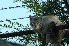 Felis catus