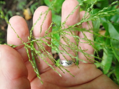 Centotheca lappacea