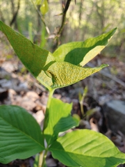 Uromyces ari-triphylli