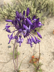 Triteleiopsis palmeri