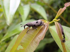Rhodobaenus