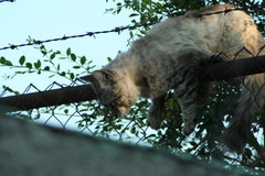 Felis catus