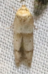 Blastobasis pulchella