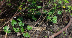 Ficaria verna