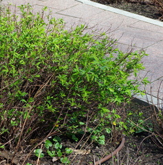 Ficaria verna