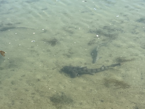 iNaturalist observation photo of Leopard Shark