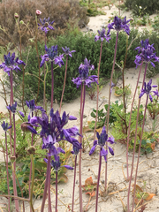 Triteleiopsis palmeri