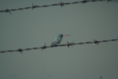Cynanthus latirostris