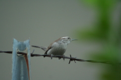 Thryomanes bewickii