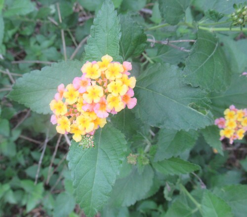 Lantana strigocamara