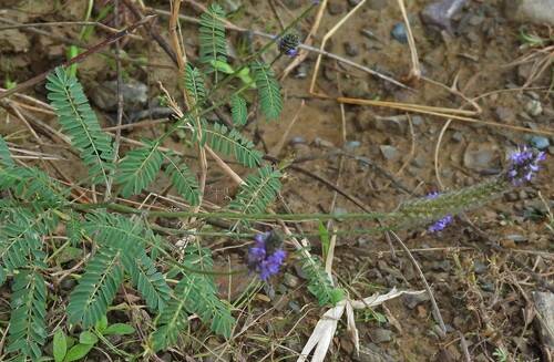 Dalea leporina, photograph 4