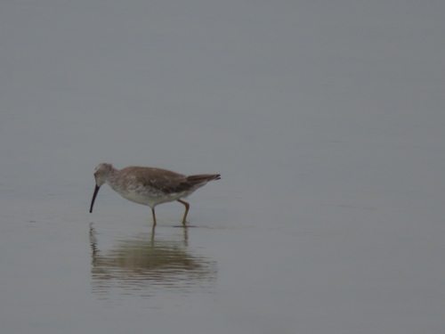Correlimos zancolín (Calidris himantopus)
