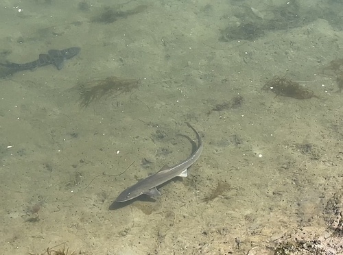 iNaturalist observation photo of Gray Smooth-hound