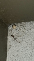 Latrodectus geometricus