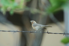 Haemorhous mexicanus