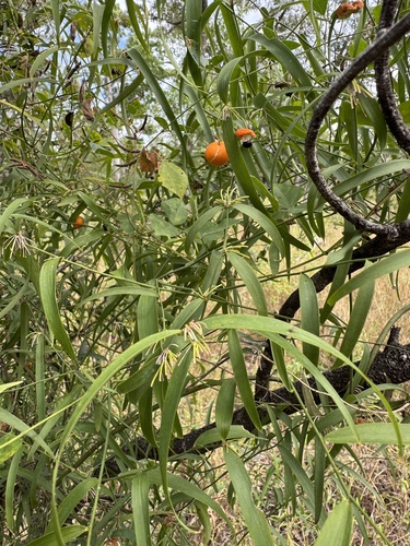 Wombat Berry