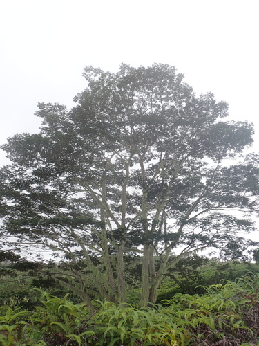 Falcataria falcata, photograph 1
