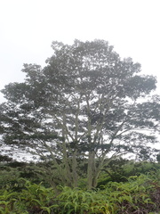 Falcataria falcata, photograph (c) Antoine MARNAT, some rights reserved (CC BY)