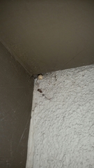 Latrodectus geometricus