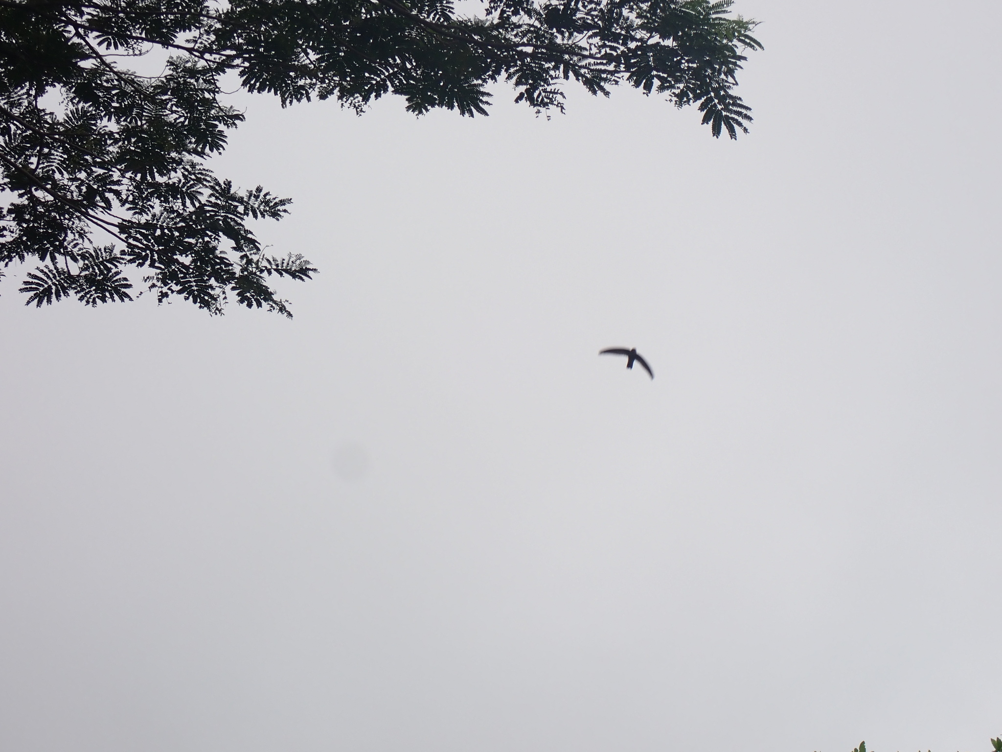 Polynesian Swiftlet (Aerodramus leucophaeus), photo 5