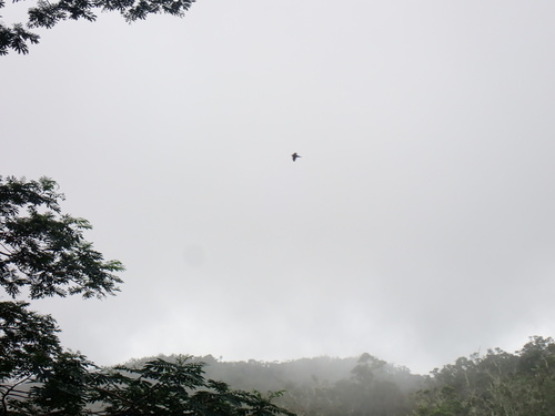 Polynesian Swiftlet (Aerodramus leucophaeus), photo 6