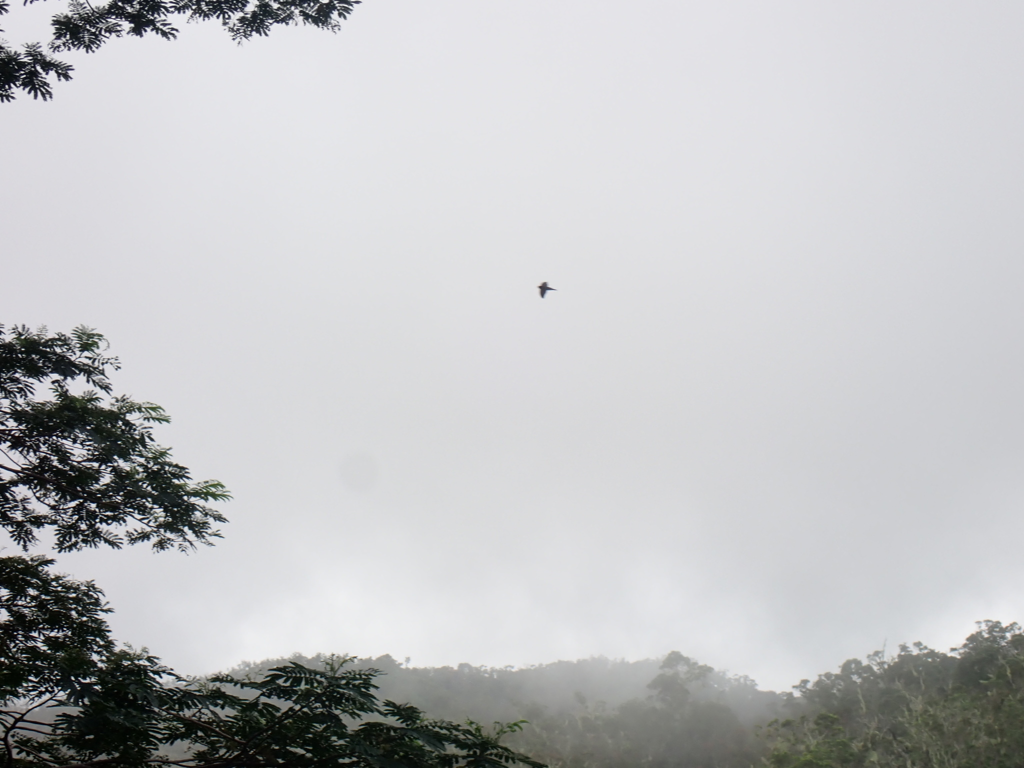 Polynesian Swiftlet (Aerodramus leucophaeus), photo 6