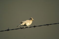 Haemorhous mexicanus