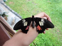 Heraclides anchisiades