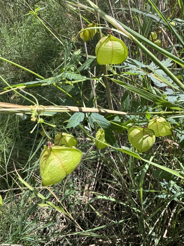 Lesser Balloon Vine