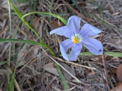 (c) Eric Knight, some rights reserved (CC BY) Nemastylis geminiflora, photograph (c) Eric Knight, some rights reserved (CC BY)