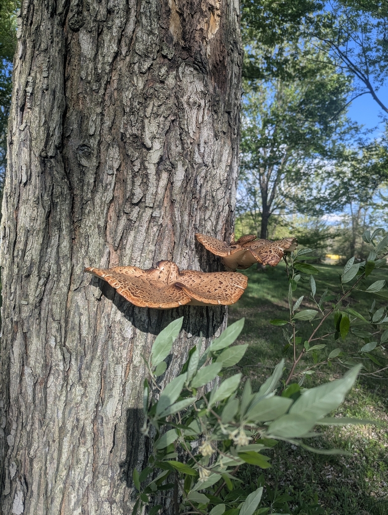 Dryad's Saddle · May 2026 · photo: Photo: (c) Tom Sisan, some rights reserved (CC BY-SA) · iNaturalist