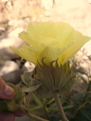 Gossypium barbadense